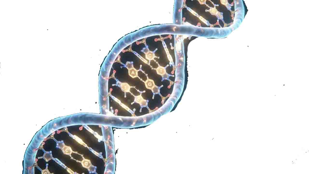 Understanding DNA What It Can Tell Us and What It Cannot